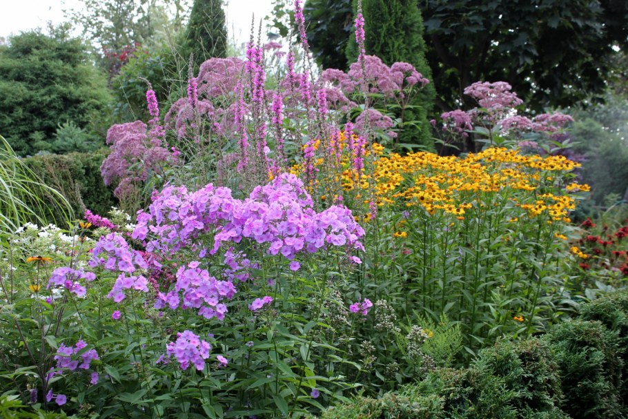 Спирея посконник