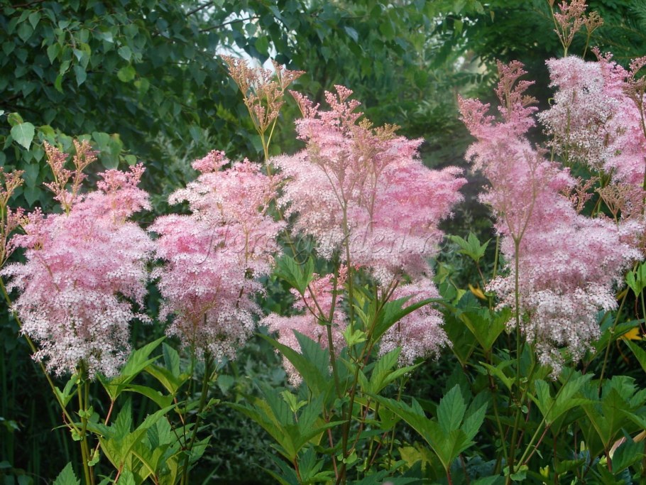 Лабазник Филипендула