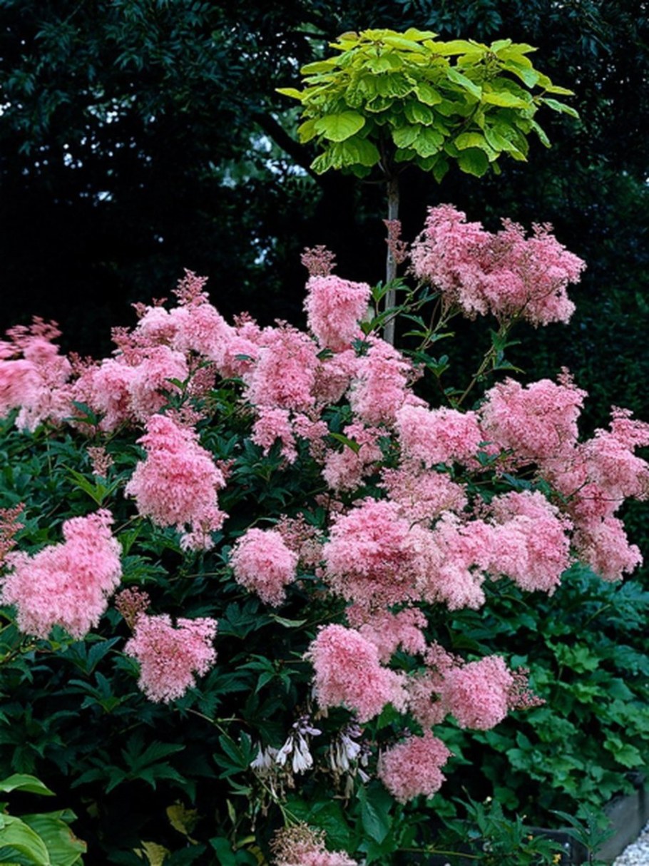 Лабазник venusta magnifica