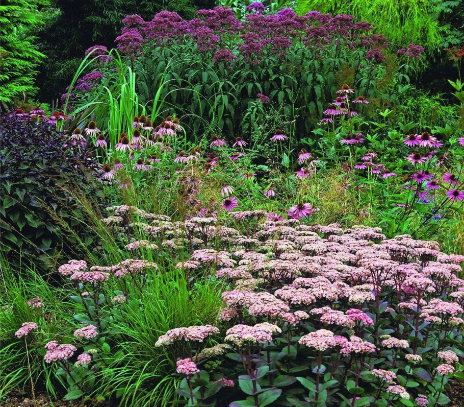 Посконник пятнистый Атропурпуреум