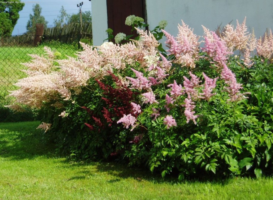 Рябинник рябинолистный