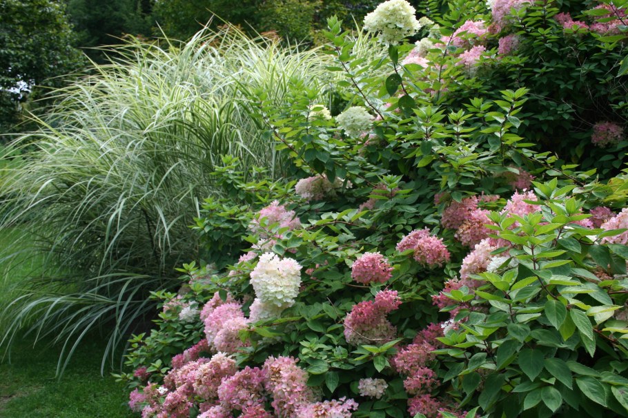 Гортензия метельчатая Лаймлайт