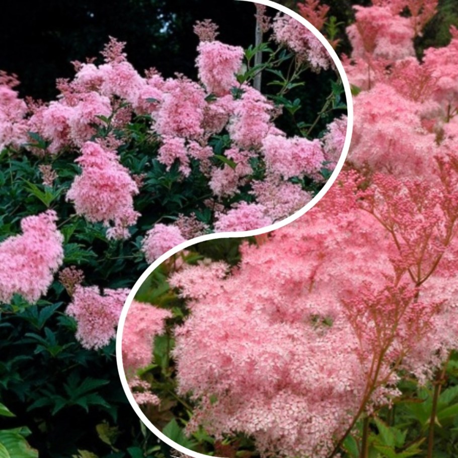 Лабазник красный venusta