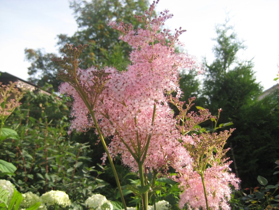 Лабазник "venusta"