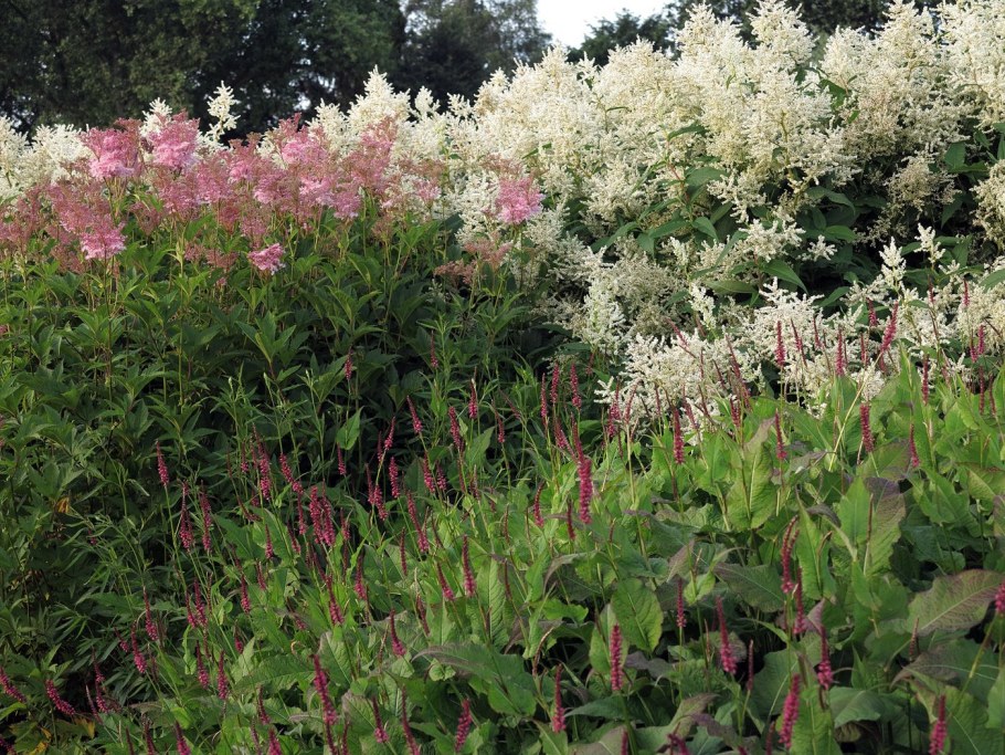 Лабазник venusta magnifica