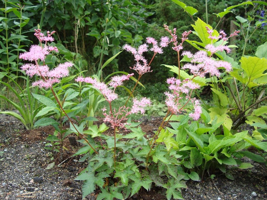 Филипендула Вариегата