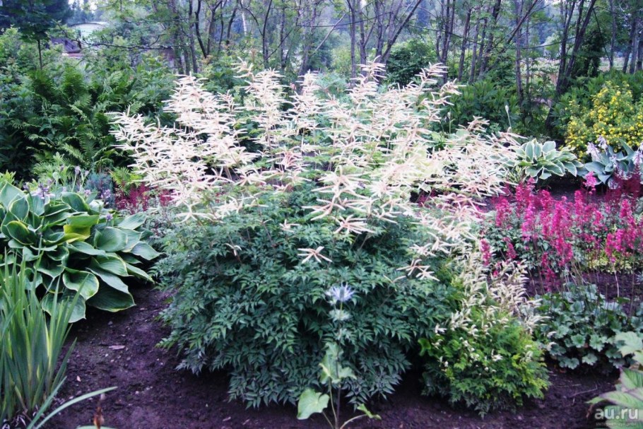 Арункус (Волжанка) Горацио