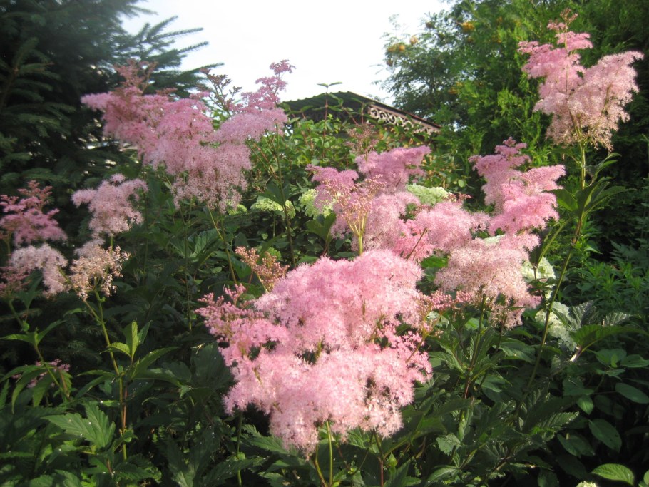 Лабазник Кахоме