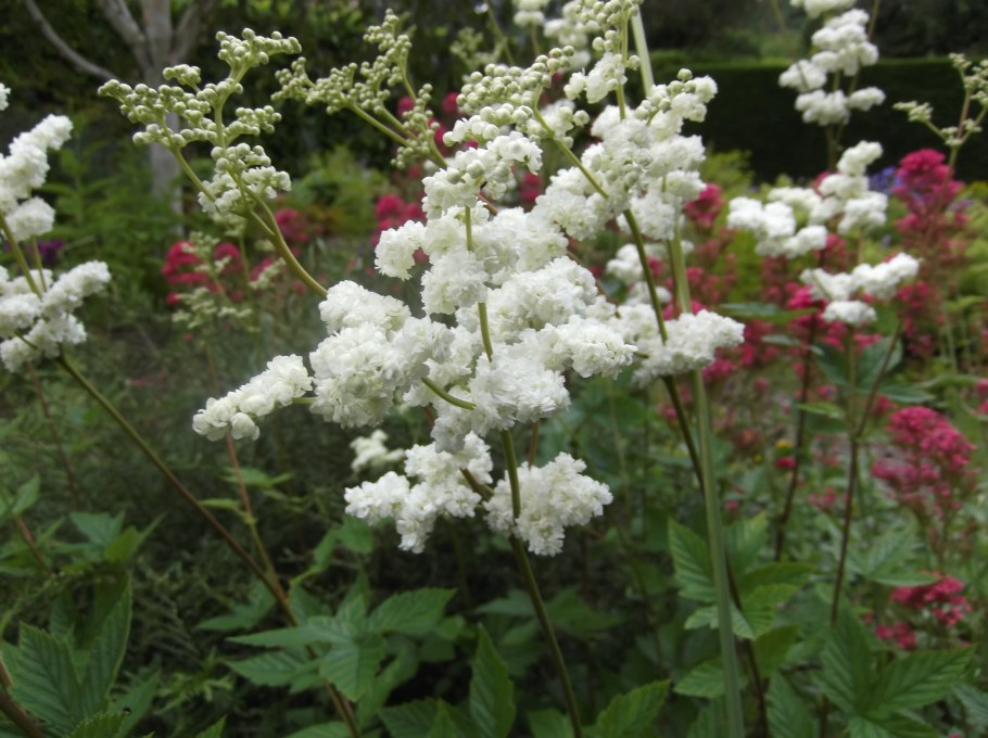 Лабазник обыкновенный Flore pleno