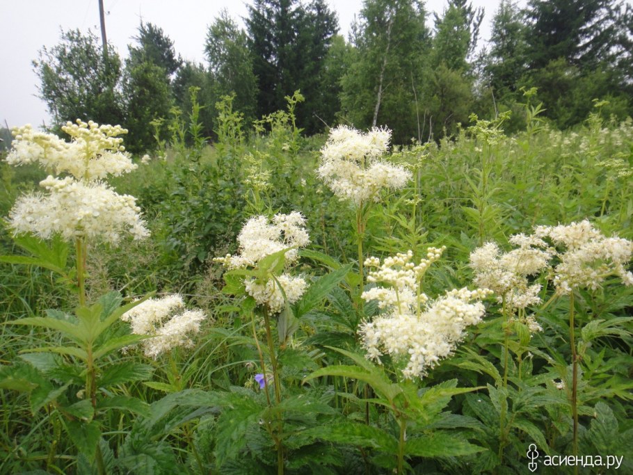 Лабазник elegans