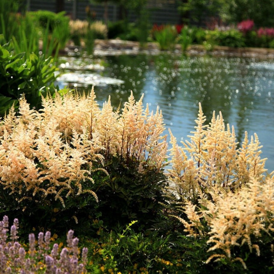 Астильба Арендса в саду