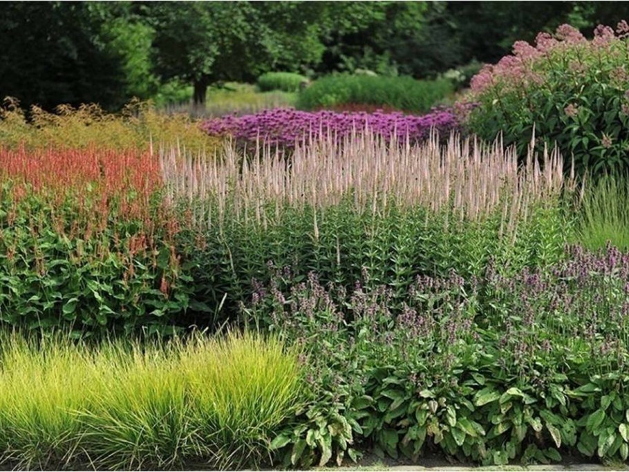 Иволистный дербенник пит Удольф