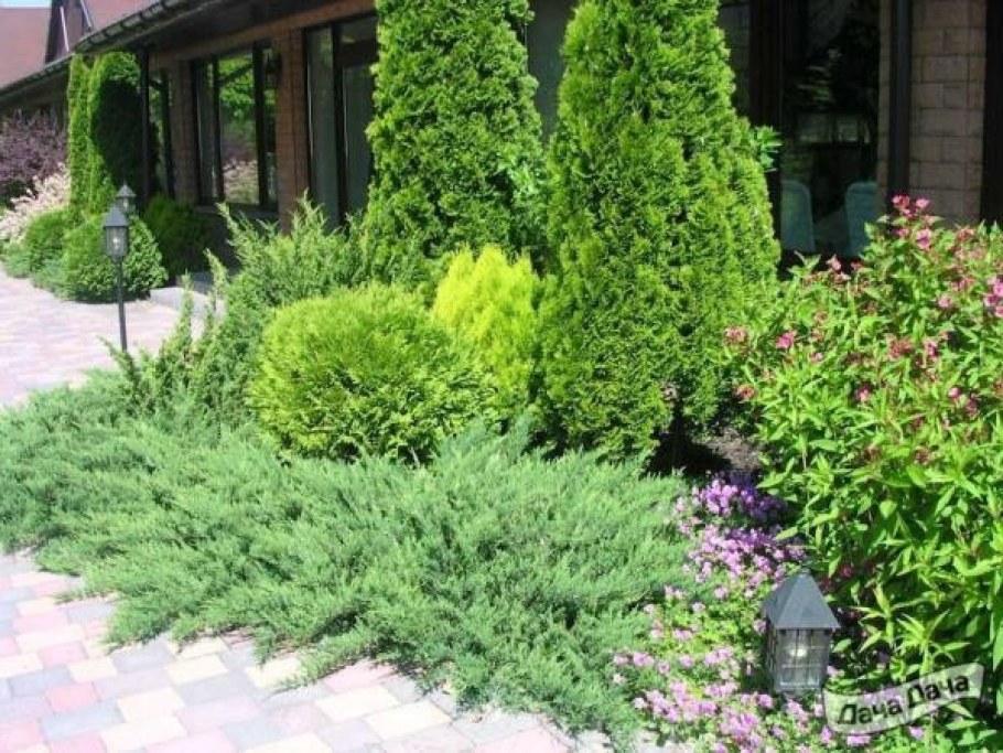 Микробиота хвойник