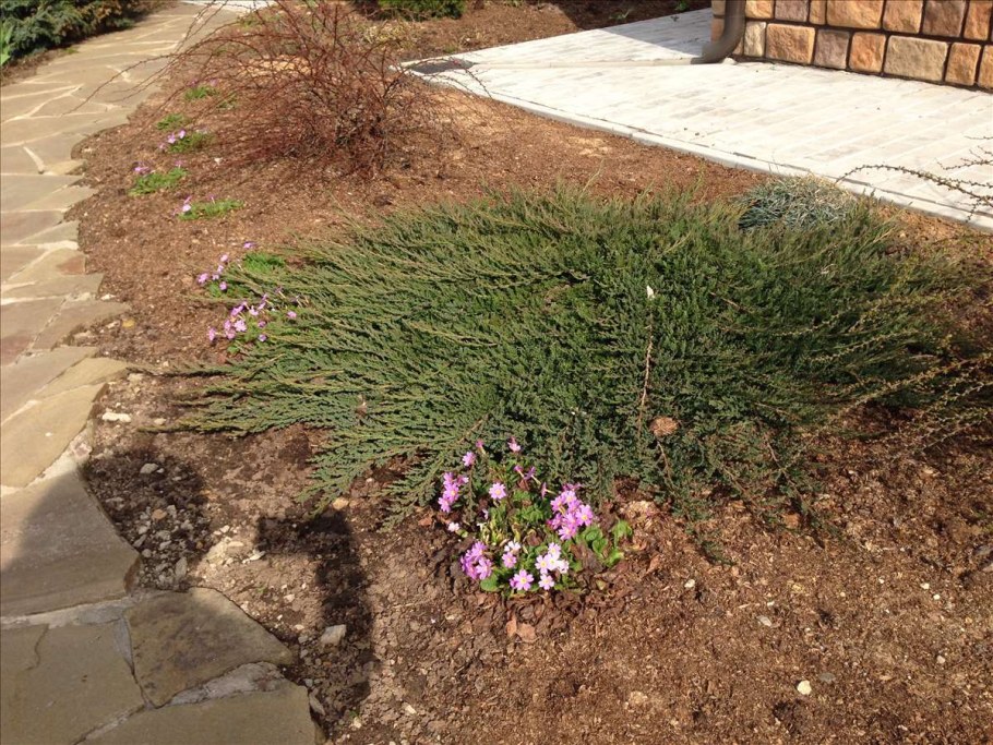 Можжевельник горизонтальный принц Уэльский