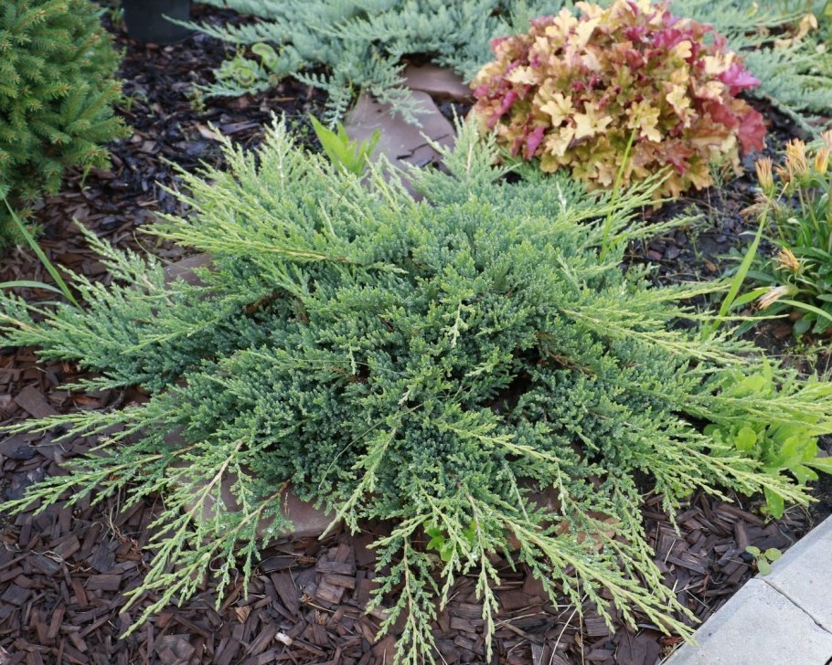 Можжевельник горизонтальный (Juniperus horizontalis)