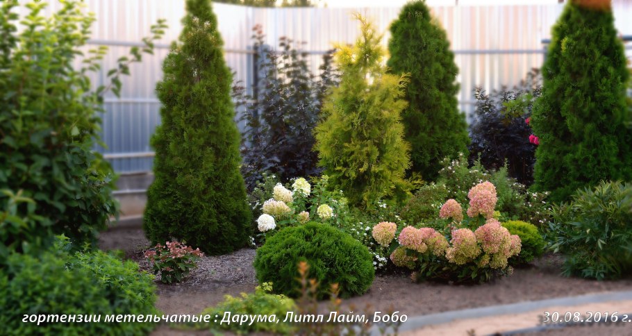 Гортензия,Хоста, туя Даника