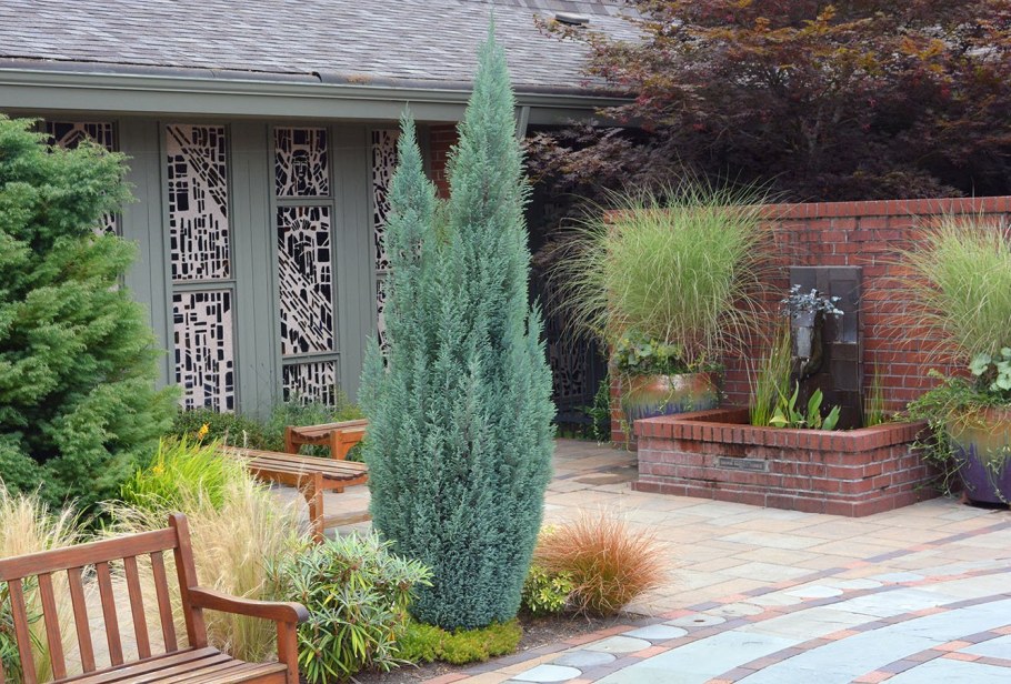 Можжевельник скальный Блю Эрроу