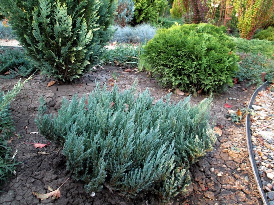 Можжевельник горизонтальный Блю чип