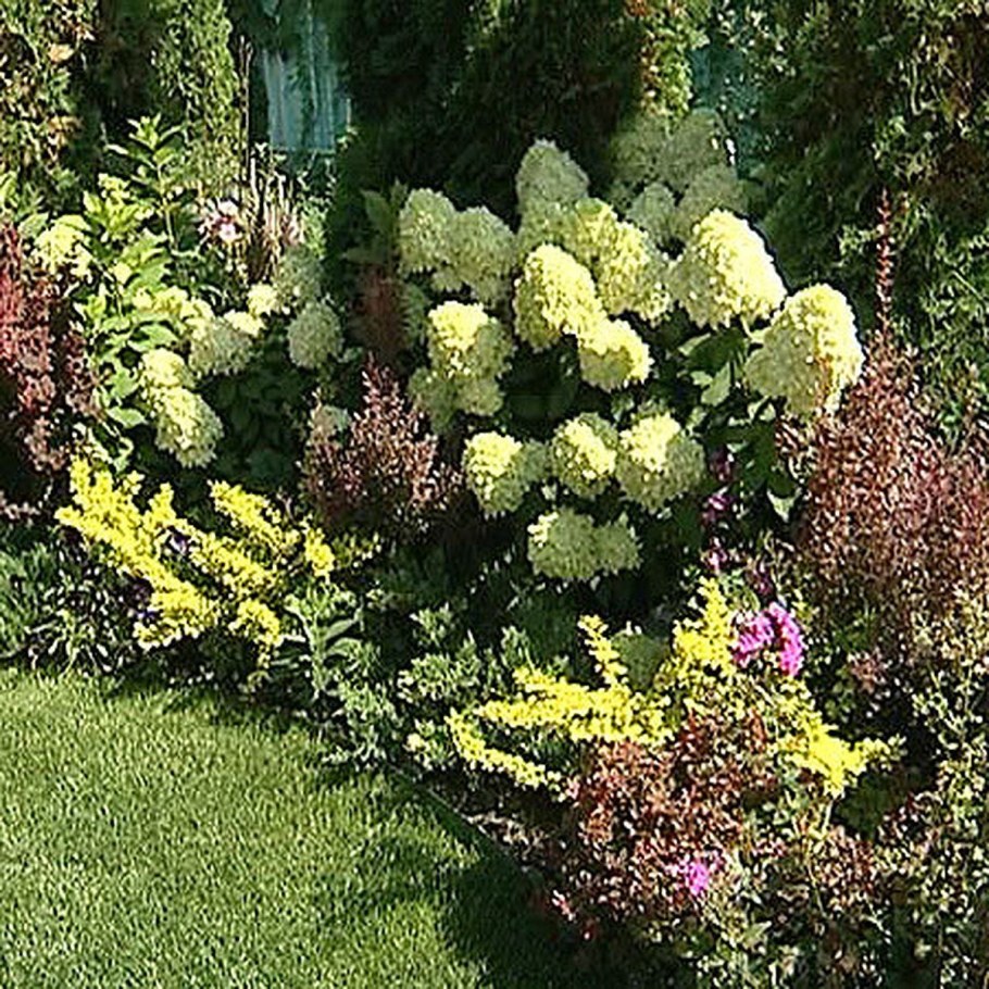 Клумба с барбарисом и спиреей и гортензия