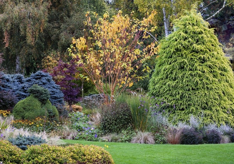 Можжжевельникскальныйс дереном