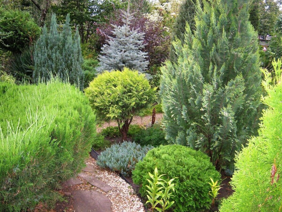 Можжевельник грей Оул