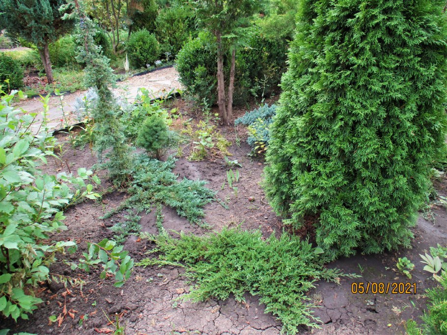 Можжевельник Пфитцериана Глаука