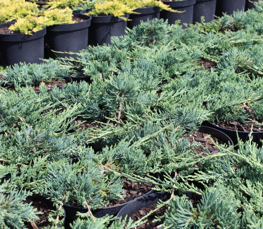 Можжевельник горизонтальный Icee Blue