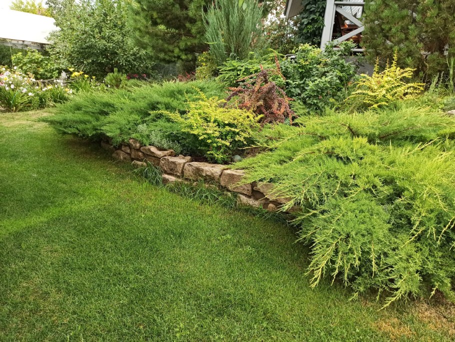 Можжевельник минт джулеп