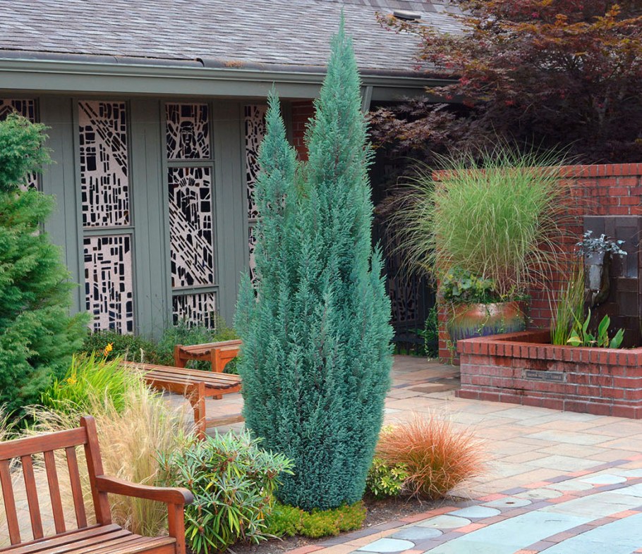 Можжевельник Блю Эрроу