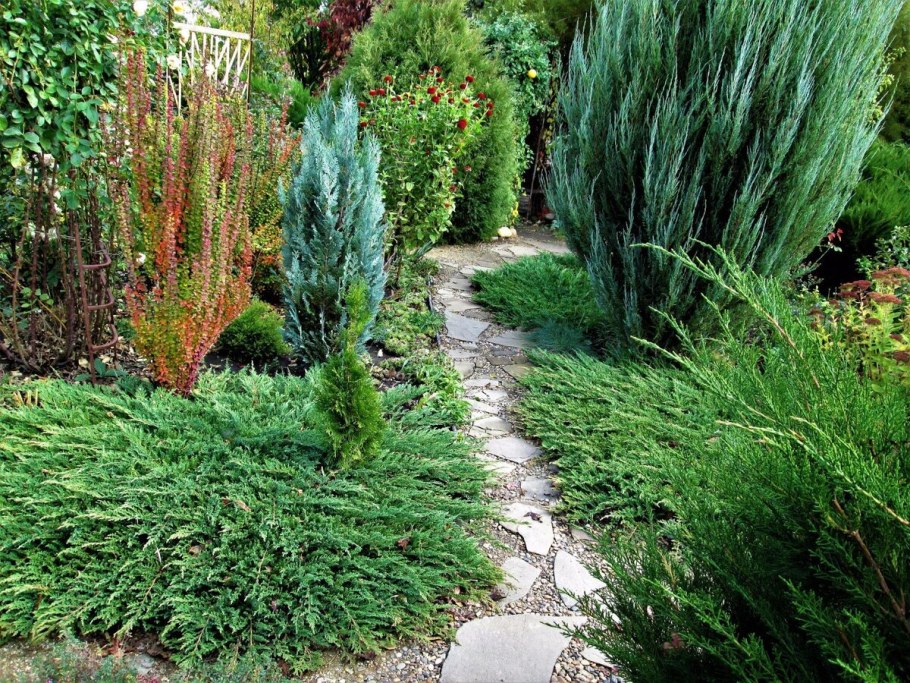 Можжевельник принц Уэльский купить Саратов