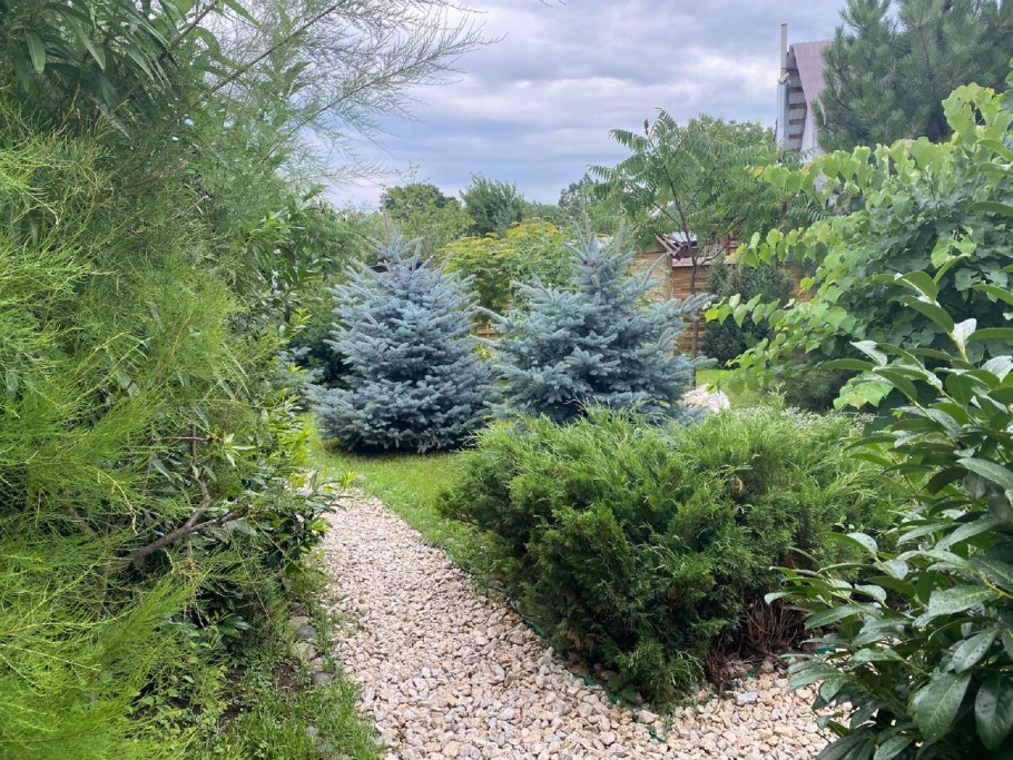 Пихта Сибирская крупномер ландшафт