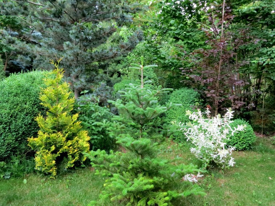 Пихта корейская видовая