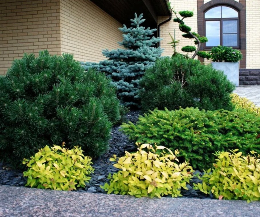 Ель обыкновенная Нидиформис