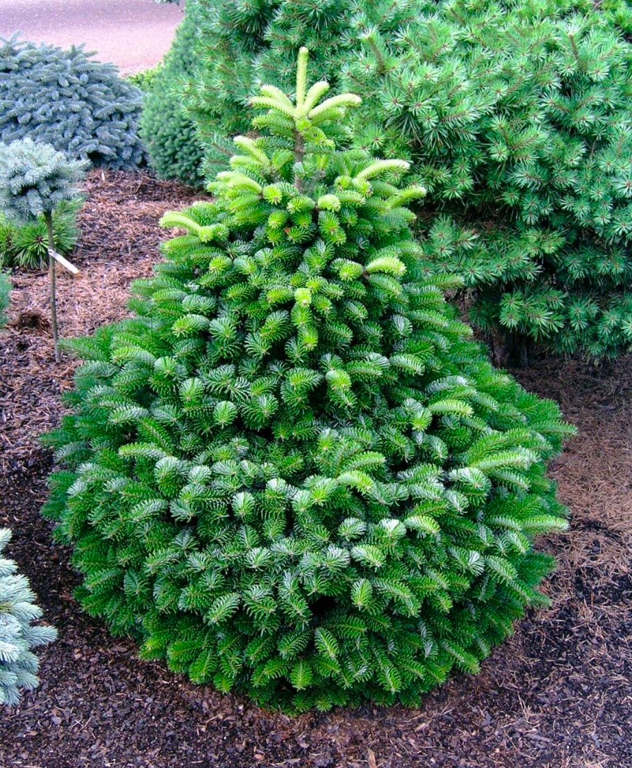 Пихта Фразера