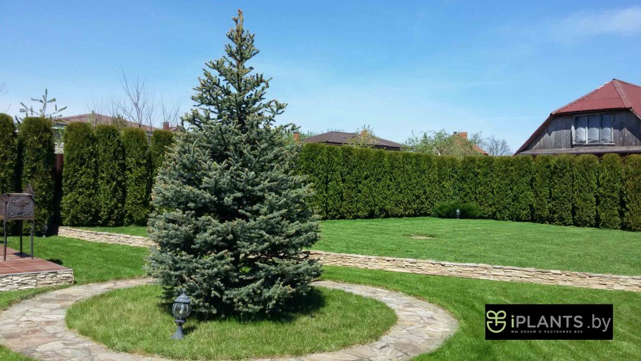 Пихта бальзамическая Сибирская