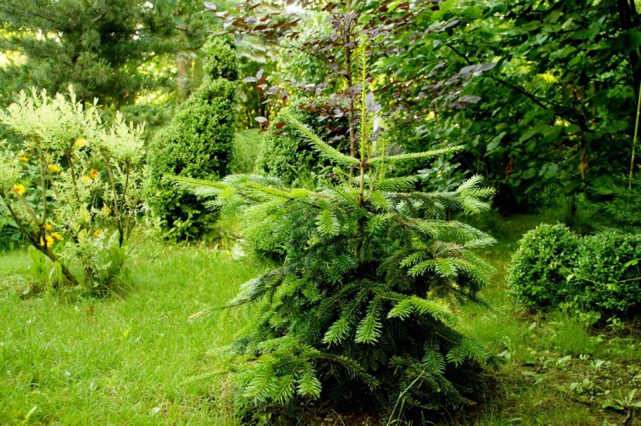 Пихта Нордмана