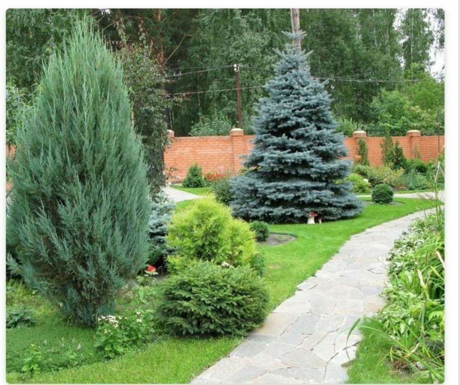 Можжевельник виргинский Глаука