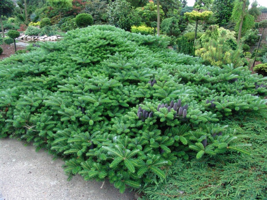 Пихта корейская Абиес Кореана