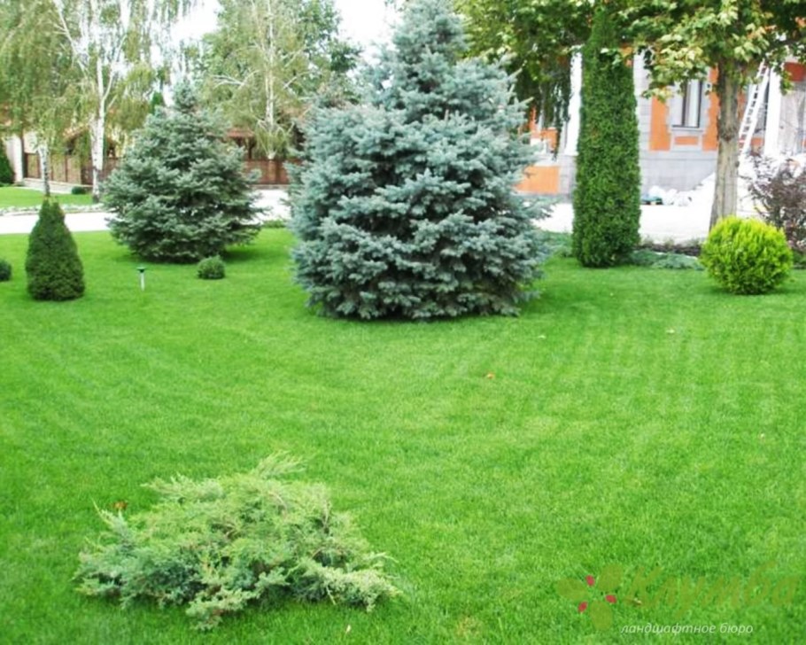 Туя Глаука Глобоза