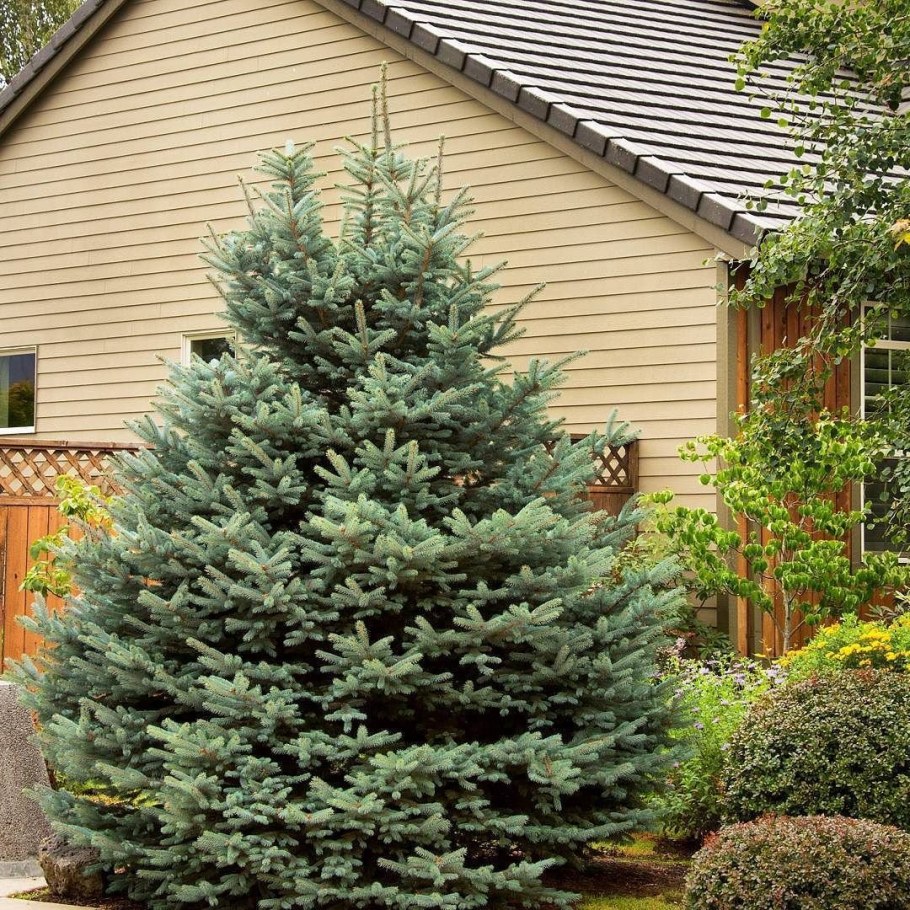 Пихта корейская Сильберлок