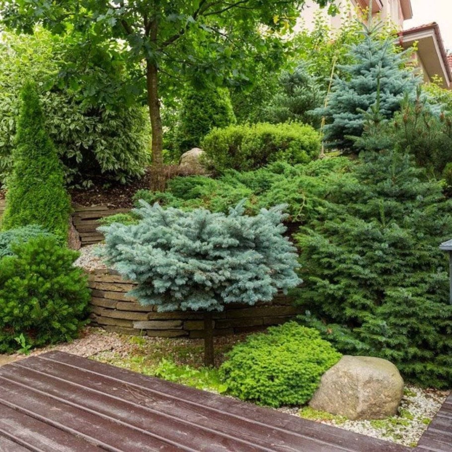 Пихта можжевельник туя Даника