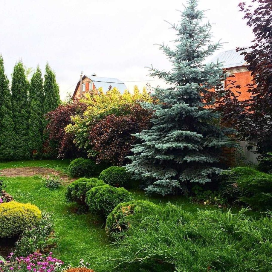 Сибирская ель миксбордер