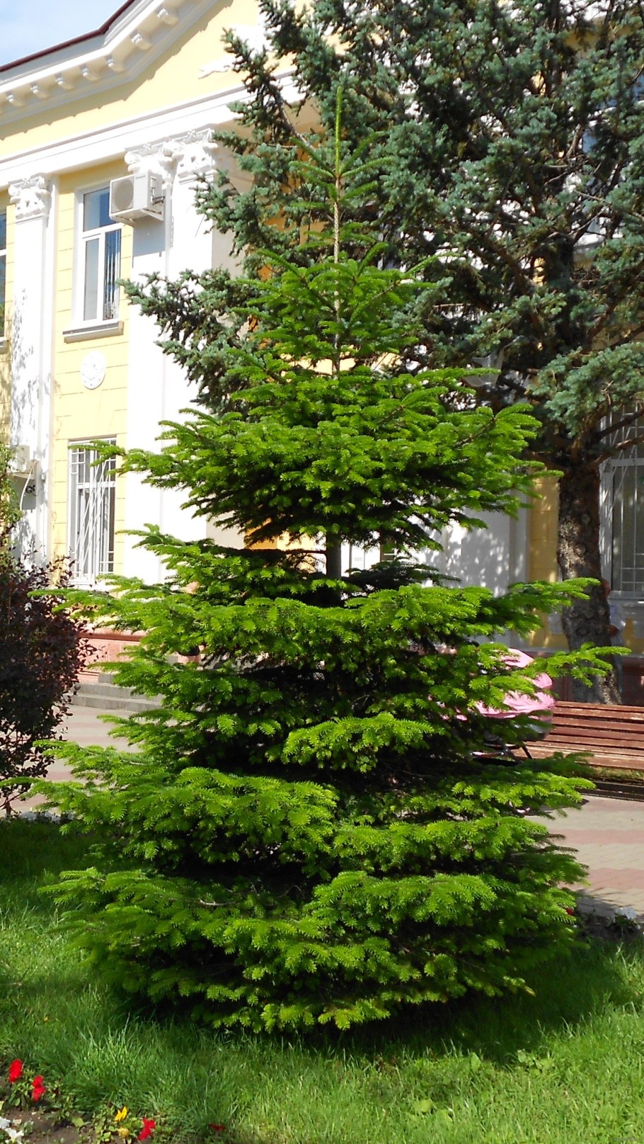 Пихта корейская Нордмана