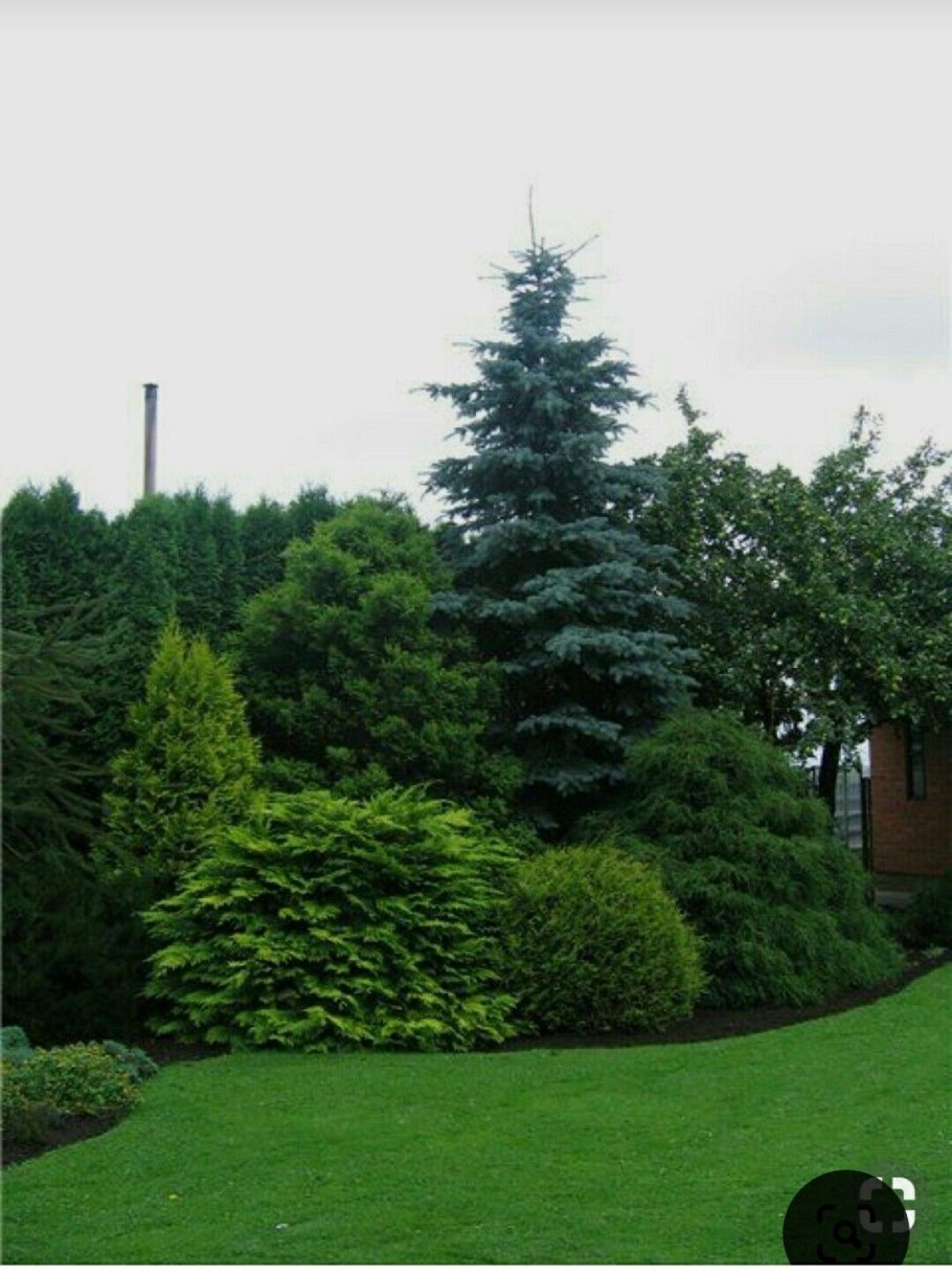 Туя пихта голубая ель