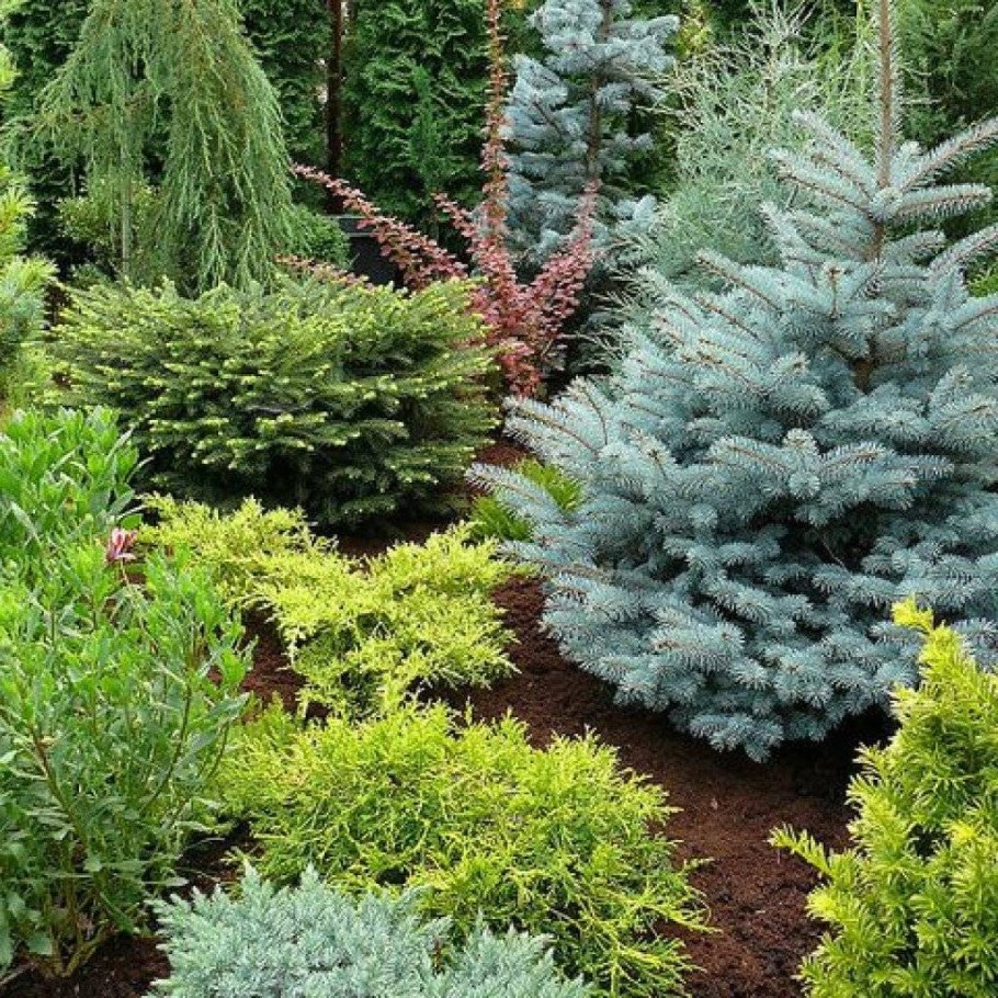 Ель Коника Глобоза