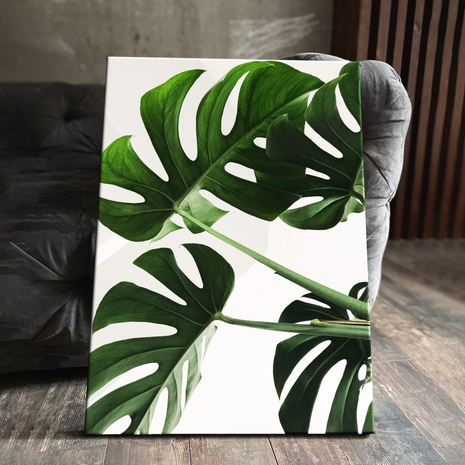 Монстера Альба