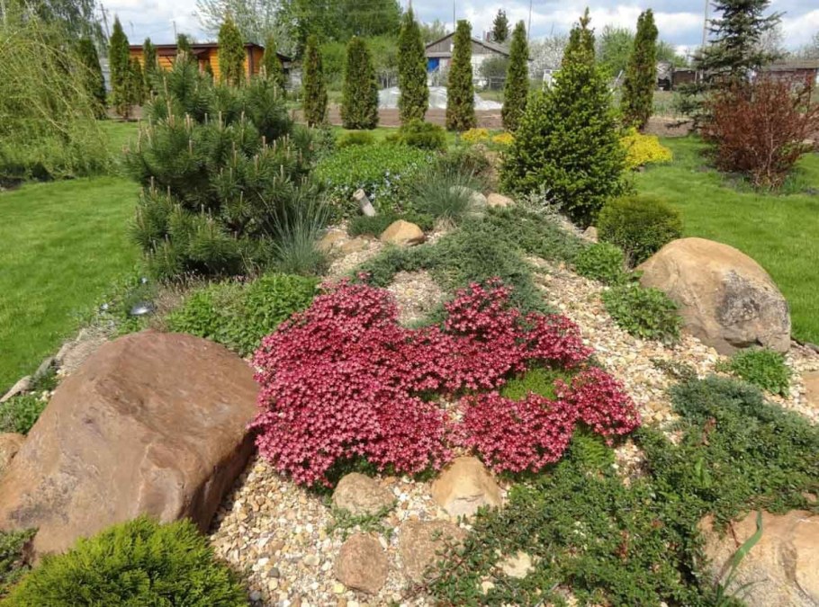 Кизильник Даммера рокарий