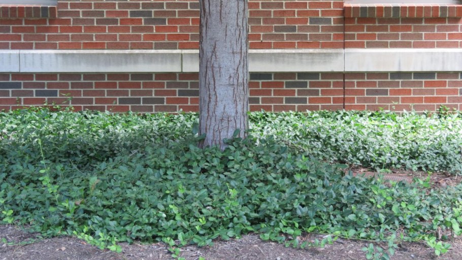 Бересклет Форчуна почвопокровный