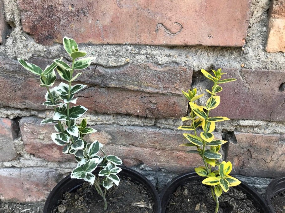 Бересклет Форчуна ползучий