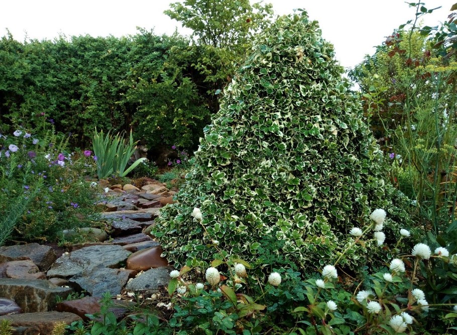 Компаньоны для бересклета Форчуна